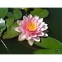 Lucky Dip Water lily pond plant aquatic lilly various colours
