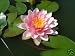 Lucky Dip Water lily pond plant aquatic lilly various colours