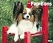 Just Papillons 2010 Wall Calendar