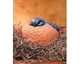 Barry/Bluebird Portly Medium Figure