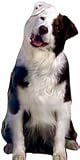 Australian Shepherd Gift Enclosure Card