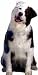 Australian Shepherd Gift Enclosure Card