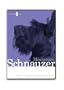 Miniature Schnauzer Dog Grooming Instructional How To DVD Video and Equipment Guide