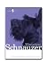 schnauzer10 - Miniature Schnauzer Dog Grooming Instructional How To DVD
