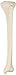 3B Scientific A35/3L Left Tibia Model