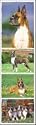Top Dog Boxer