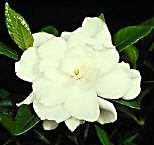 Gardenia August Beauty *Large Double Very Fragrant Flower* One Gallon