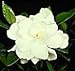 Gardenia August Beauty *Large Double Very Fragrant Flower* One Gallon