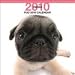 pug2  - Pug 2010 Wall Calendar