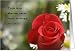 True love Rose with quote Card