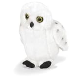 RSPB Snowy Owl with Sound