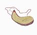Sporting Goods : Camping Large Goat Skin Wine Bota