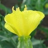 Common Evening Primrose (Oenothera biennis) - Jumbo Wildflower Seed Packet