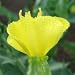 Common Evening Primrose (Oenothera biennis) - Jumbo Wildflower Seed Packet