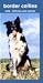 Border Collies 2 Yr Pocket - 2008 Calendar - Breeds - Border Collie