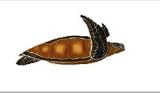 Green Sea Turtle Silver and Enamel Pin