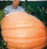 Pumpkin Dill's Atlantic Giant 25 Seeds per Packet