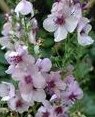 Mullein Herbal Tea