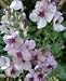 Health & Personal Care : Mullein Herbal Tea