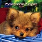 Buy Pomeranian Puppies Mini – 2008 Calendar – Breeds – Pomeranian