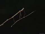 The Walking Stick Insect is the Most Common Species of Phasmid in North America Photographic Poster Print, 24x18