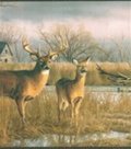 VIEWS OF NATURE (HAUTMAN BROTHERS) Wallpaper -HB112124B Wallpaper