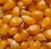 Popcorn Organic Seeds for Sprouting 1 Pound