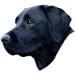Black Labrador Retriever Bumper Magnet