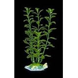 Blooming Ludwigia - Green - Giant - 22 in.