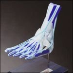 Deluxe Foot and Ankle Model#AW-W47008