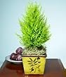 Lemon Cypress Tree