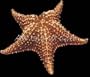 Huge Bahama Starfish Sea Star Beach House Decor Shell
