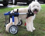 Dog Wheelchair Made By Walkin