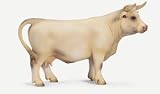 Charolais Cow