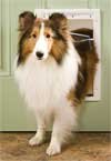 PetSafe Freedom Flap X-Large 13 5/8 x 23