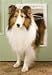 Kitchen & Housewares : PetSafe Freedom Flap X-Large 13 5/8 x 23