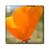 21kkLHdY HL. SL160  California Orange Poppies Field Flowers Flower Photograph   BLACK Full Length Apron With Pockets 22w X 30l
