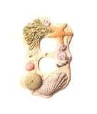 Tools & Hardware : single outlet decorative switch plate cover - Pacific Seashell, single outlet decorative switch pl