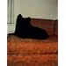 In Almost Every Picture 9 Black Dog