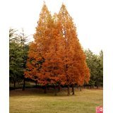 20 DAWN REDWOOD Tree Metasequoia SeedsComb S/H by Seedville 20 DAWN REDWOOD Tree Metasequoia SeedsComb S/H by Seedville