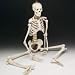 Bucky Halloween Human Skeleton Bone Model STUDENT Quality (CH10D4) with Free Set of Bone Pens