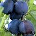 Image of 4-5Ft Tall Monsieur Hatif Plum Fruit Tree 7.5 litre pot
