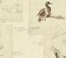 Devon Park Ducks Scripted Wallcovering