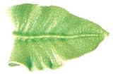 Wilton Decorating Tip #67 Leaf W418LT-67, 6 Item(s)/Order
