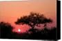African Sunset Canvas Print / Canvas Art - Artist David Lane