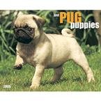 Just Pug Puppies 2009 Wall Calendar