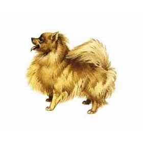 7.5cm x 5cm Acrylic Fridge Magnet-Pomeranian1