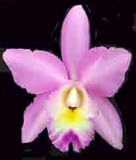 Blc (Goldenzelle X Chia Lin ) 1672H
