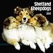 sheepdog2 - Shetland Sheepdogs 2010 Wall Calendar