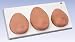 Breast Self Examination model, three single breasts on base